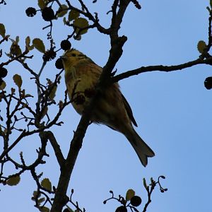 Yellowhammer  - Beibrza National Park