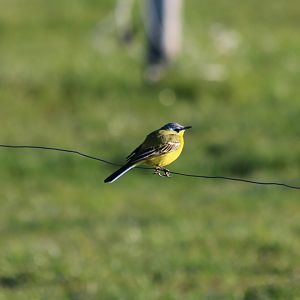Western Yellow Wagtail  - Beibrza National Park