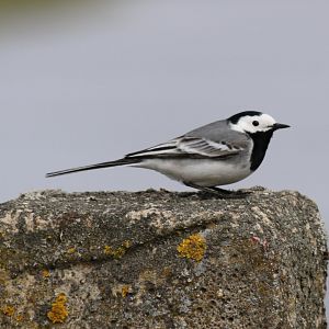 White Wagtail  - Beibrza National Park