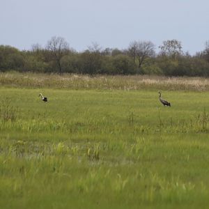 Common Crane and White STork