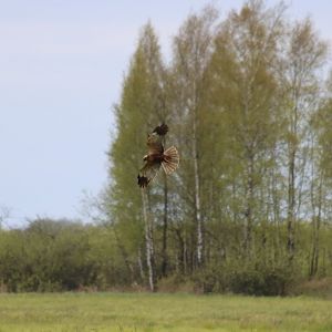 Western Marsh Harrier
