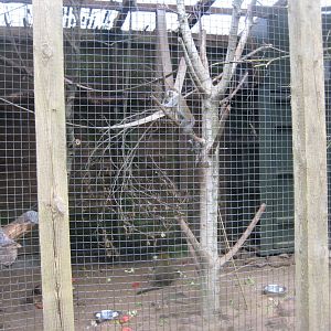 Glad Zoo - Grivet monkey exhibit