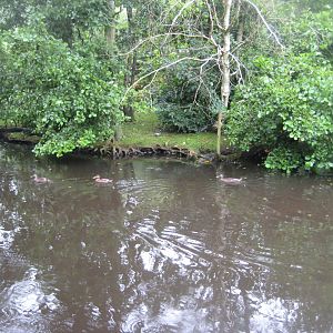 Glad Zoo - Ring-tailed lemur island