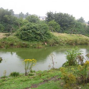 Glad Zoo - Patas monkey island