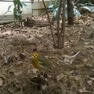 Orange-headed thrush (Geokichla citrina) in Blackburn Pavilion