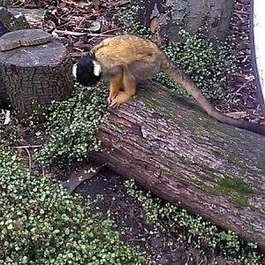 Black-capped Squirrel (Saimiri boliviensis) in walk-through exhibit