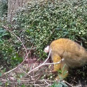 Black-capped Squirrel (Saimiri boliviensis) in walk-through exhibit