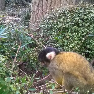 Black-capped Squirrel (Saimiri boliviensis) in walk-through exhibit