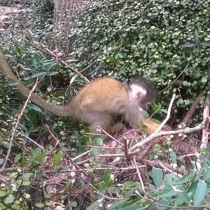 Black-capped Squirrel (Saimiri boliviensis) in walk-through exhibit