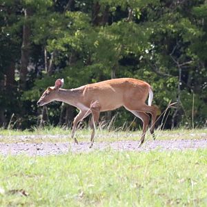 Red Muntjac - Khao Yai National Park