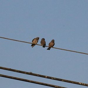 Ashy Woodswallows  - Khao Yai National Park