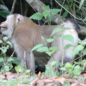 Pig-tailed Macaque  - Khao Yai National Park