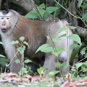 Pig-tailed Macaque - Khao Yai National Park