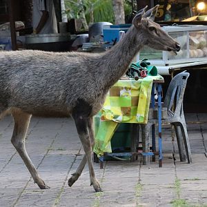 Sambar Deer in the Food Stalls Area - Khao Yai National Park