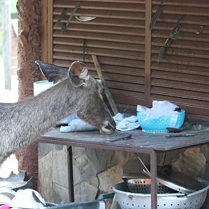 Sambar Deer in the Food Stalls Area - Khao Yai National Park