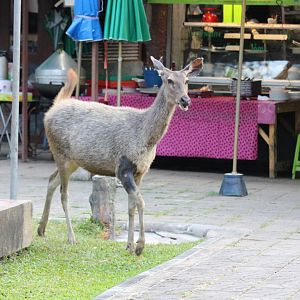 Sambar Deer in the Food Stalls Area - Khao Yai National Park