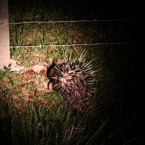 Malayan Porcupine - Khao Yai National Park