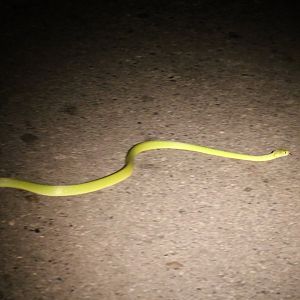 Green Cat Snake - Khao Yai National Park