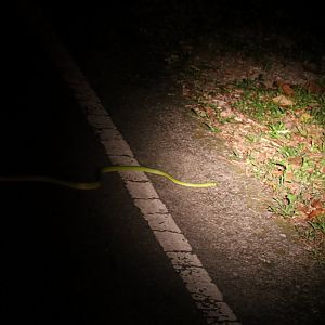 Green Cat Snake - Khao Yai National Park