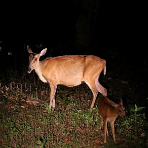 Muntjac Deer and Fawn - Khao Yai National Park