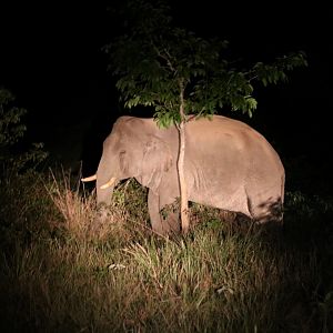 Asian Elephant - Khao Yai National Park