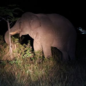 Asian Elephant - Khao Yai National Park