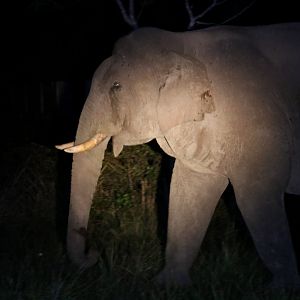 Asian Elephant - Khao Yai National Park