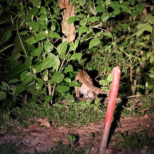 Leopard Cat - Khao Yai National Park