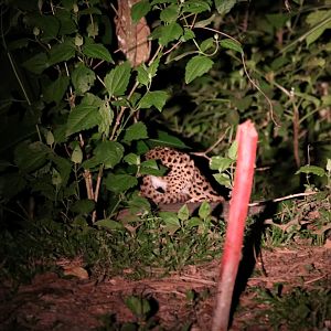 Leopard Cat - Khao Yai National Park