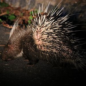 Malayan Porcupine - Khao Yai National Park