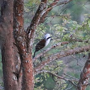 White-crested Laughingthrush - Khao Yai National Park