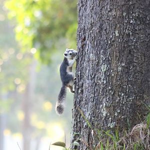 Variable Squirrel - Khao Yai National Park