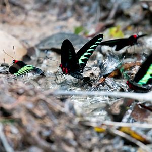 Rajah Birdwing Butterflies