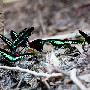 Rajah Birdwing Butterflies