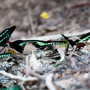Rajah Birdwing Butterflies