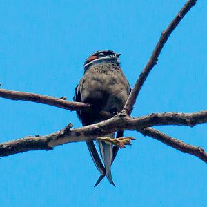 Whiskered Treeswift