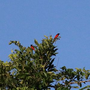 Scarlet Minivets - Khao Yai National Park