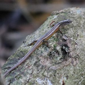Reeve's Leaf Litter Skink - Khao Yai National Park