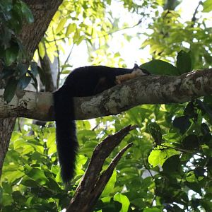Black Giant Squirrel - Khao Yai National Park