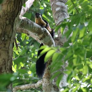 Black Giant Squirrel - Khao Yai National Park