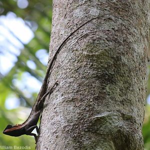 Forest Crested Lizard - Khao Yai National Park