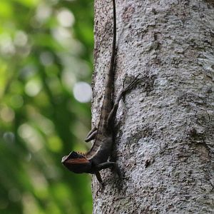 Forest Crested Lizard - Khao Yai National Park