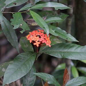 Ixora Plant - Khao Yai National Park