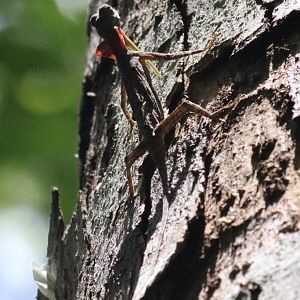 Barred Gliding Lizard - Khao Yai National Park