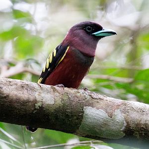 Banded Broadbill