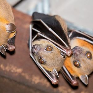 Short-nosed Fruit Bats