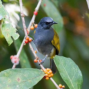 Grey-bellied Bulbul
