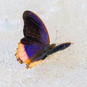 Butterfly (Terinos spp.)