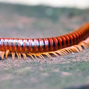 Millipede