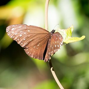 Butterfly (Euploea spp.)